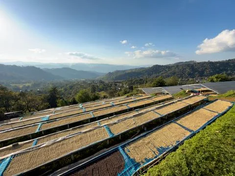 Coffee Beans Drying On Raised Mesh Beds Along Mountainous Agricultural Slop.. Foto stock