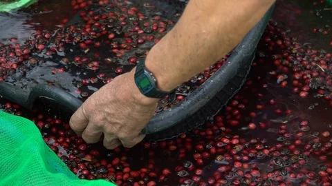 Coffee beans drying in the sun. Coffee plantations at coffee farm Stock Footage 124301374