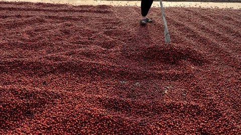 Coffee beans drying in the sun. Coffee plantations at coffee farm Stock Footage 124302530