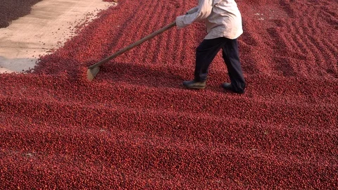 Coffee beans drying in the sun. Coffee plantations at coffee farm Stock Footage 125115499