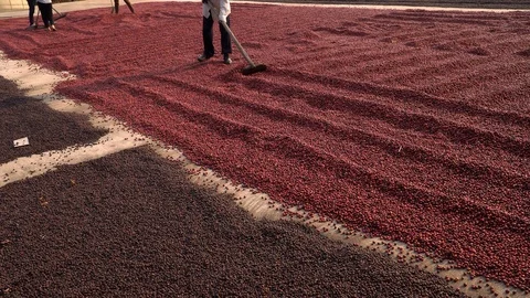Coffee beans drying in the sun. Coffee plantations at coffee farm Stock Footage 125115672