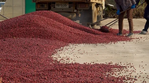 Coffee beans drying in the sun. Coffee plantations at coffee farm Stock Footage 125464821