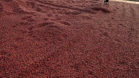Coffee beans drying in the sun. Coffee plantations at coffee farm Stock Footage 125464893