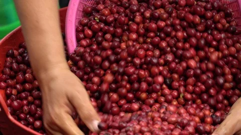 Coffee beans drying in the sun. Coffee plantations at coffee farm Stock Footage 126690727