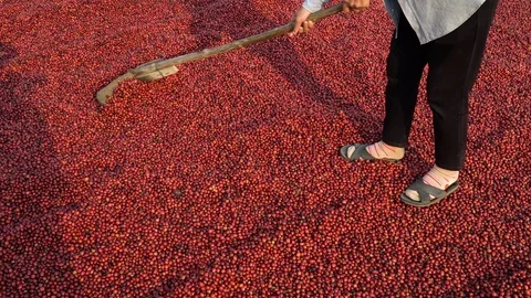 Coffee beans drying in the sun. Coffee plantations at coffee farm Stock Footage 126691683