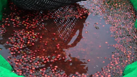 Coffee beans drying in the sun. Coffee plantations at coffee farm Stock Footage 127875094