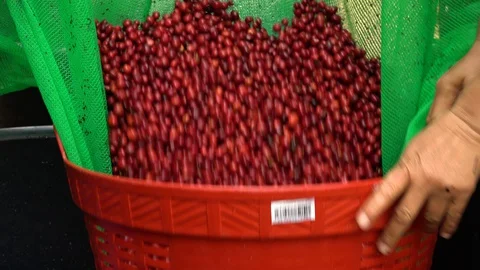 Coffee beans drying in the sun. Coffee plantations at coffee farm Stock Footage 127875342