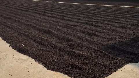 Coffee beans drying in the sun. Coffee plantations at coffee farm Stock Footage 127875564