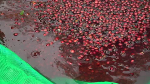 Coffee beans drying in the sun. Coffee plantations at coffee farm Video stock 134384967