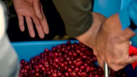 Coffee beans drying in the sun. Coffee plantations at coffee farm Stock Footage 134385395