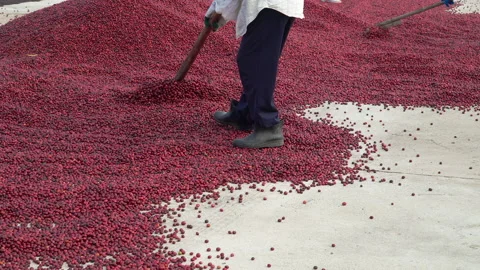 Coffee beans drying in the sun. Coffee plantations at coffee farm Stock Footage 136643259