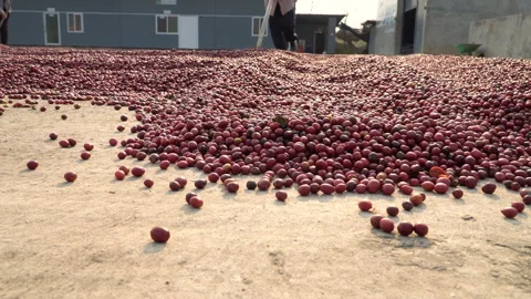 Coffee beans drying in the sun. Coffee plantations at coffee farm Stock Footage 136643323