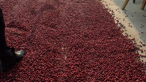 Coffee beans drying in the sun. Coffee plantations at coffee farm Video stock 136643956