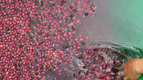 Coffee beans drying in the sun. Coffee plantations at coffee farm Stock Footage 140839655