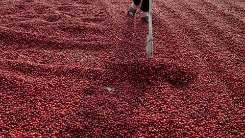 Coffee beans drying in the sun. Coffee plantations at coffee farm Video stock 140840199