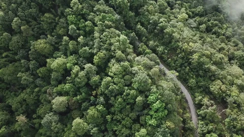 Coffee beans drying in the sun. Coffee plantations at coffee farm Stock Footage 142116561