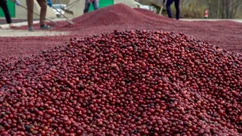 Coffee beans drying in the sun. Coffee plantations at coffee farm Stock Footage 142674571