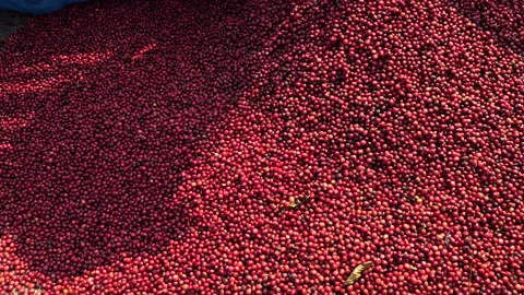 Coffee beans drying in the sun. Coffee plantations at coffee farm Stock Footage 142674604
