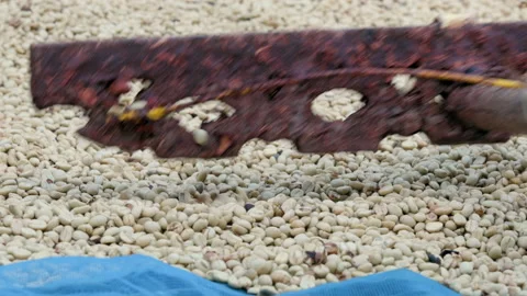 Coffee beans drying in the sun. Coffee plantations at coffee farm. Stock Footage 144101679