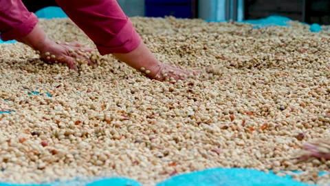 Coffee beans drying in the sun. Coffee plantations at coffee farm. Stock Footage 144102650