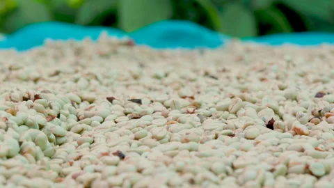 Coffee beans drying in the sun. Coffee plantations at coffee farm. Stock Footage 144312297