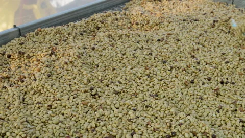 Coffee beans drying in the sun. Coffee plantations at coffee farm Stock Footage 298142861