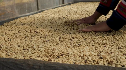 Coffee beans drying in the sun. Coffee plantations at coffee farm Stock Footage 298143417