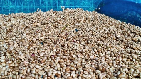 Coffee Beans Drying in the Sun at Coffee Farm in Doi Pui, Northern Thailand Vidéo 331643421