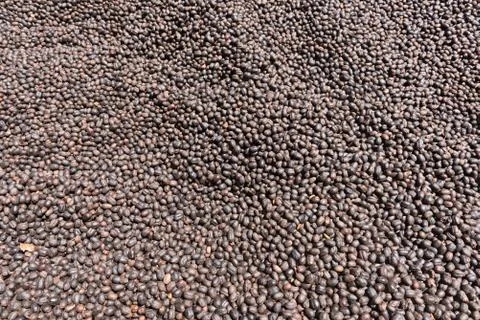 Coffee beans drying in the sun on a coffee plantation Stock Photos
