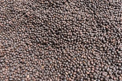 Coffee beans drying in the sun on a coffee plantation Stock Photos