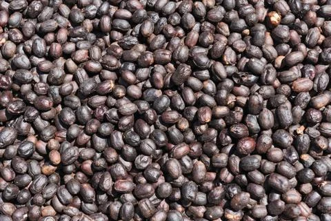 Coffee beans drying in the sun on a coffee plantation Stock Photos