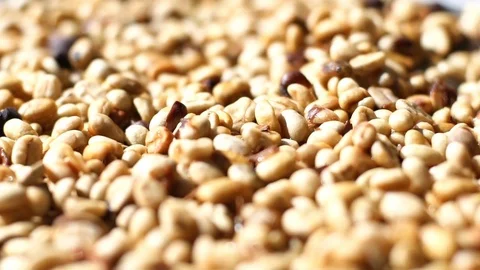 Coffee beans drying in the sun. Stock Footage 83971235