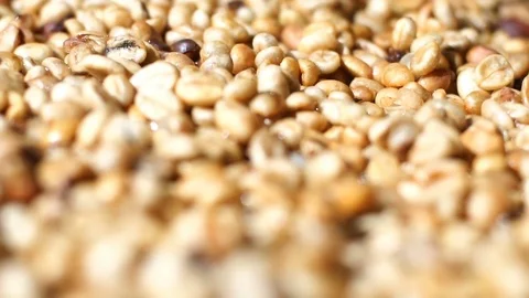 Coffee beans drying in the sun. Stock Footage 84249982