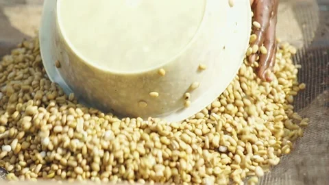 Coffee Beans Drying In The Sun 스톡 동영상 169583084