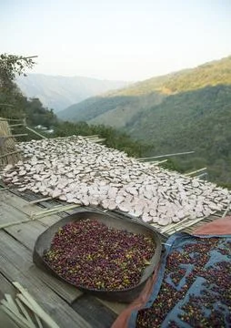 Coffee beans drying in the sun, Mindat, Myanmar Stock Photos