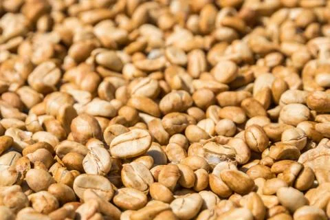 Coffee Beans Drying with the Sun,home made coffee methods Stock Photos