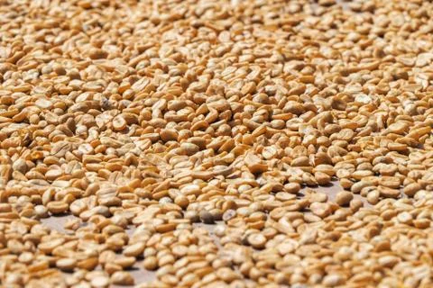 Coffee beans drying under hot sun Stock Photos