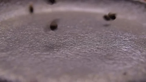 Coffee beans fall on an old metal brazier. Slow motion and close up Video stock 131967024