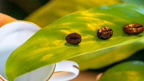 Coffee beans fall into a white cup from a green leaf Stock Photos