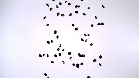 Coffee beans falling against white background in slow motion Video stock 81231345