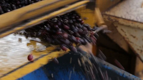 Coffee beans falling on container Stock Footage 113289842