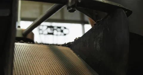 Coffee Beans Falling Down Chute Close Up Stock Footage 169050899