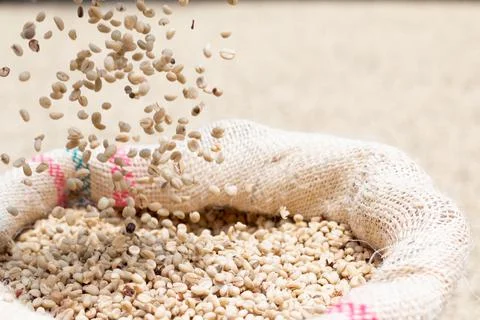 Coffee beans falling on the inside of a sack of fique. A lot of coffee beans. Stock Photos