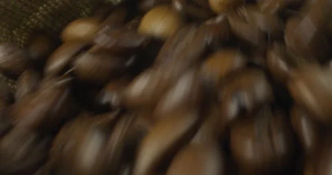 Coffee Beans Falling Macro Close Up 5K RED Gemini Slow Motion Stock Footage 137984651