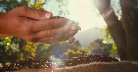 Coffee beans falling through hands of farmer Stock Footage