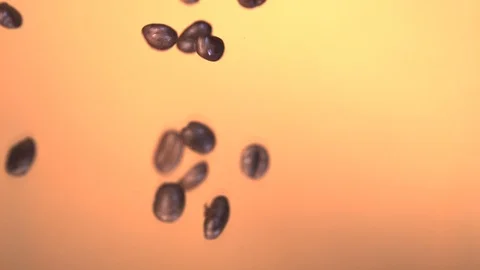 Coffee beans falling. Ultra slow motion hispeed 2000fps Stock Footage 93168176