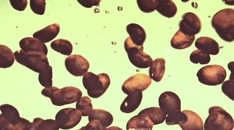 Coffee beans floating in water. Slow motion 240 fps. Video stock 55284254