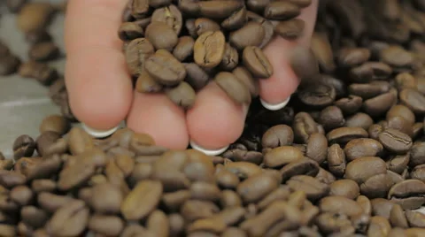 Coffee beans Stock Footage 5608658