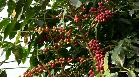 Coffee beans Stock Footage 12448990
