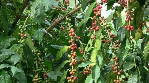 Coffee beans Stock Footage 12492490